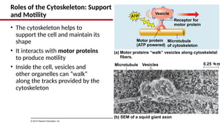 Roles of the Cytoskeleton: Support
and Motility
• The cytoskeleton helps to
support the cell and maintain its
shape
• It interacts with motor proteins
to produce motility
• Inside the cell, vesicles and
other organelles can “walk”
along the tracks provided by the
cytoskeleton
© 2014 Pearson Education, Inc.
Microtubule Vesicles
(b) SEM of a squid giant axon
Receptor for
motor protein
0.25 m
Vesicle
Motor protein
(ATP powered)
ATP
Microtubule
of cytoskeleton
(a) Motor proteins “walk” vesicles along cytoskeletal
fibers.
 