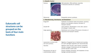 Eukaryotic cell
structures can be
grouped on the
basis of four main
functions
 