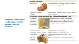 Eukaryotic cell structures
can be grouped on the
basis of four main
functions
 
