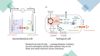 Bioelectrical view of cells  analogy between a battery
(a) and a biological cell (b). Both systems rely on ion
flows and redox reactions across interfaces.
 