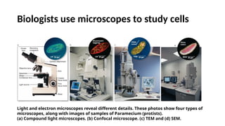 Biologists use microscopes to study cells
Light and electron microscopes reveal different details. These photos show four types of
microscopes, along with images of samples of Paramecium (protists).
(a) Compound light microscopes. (b) Confocal microscope. (c) TEM and (d) SEM.
 