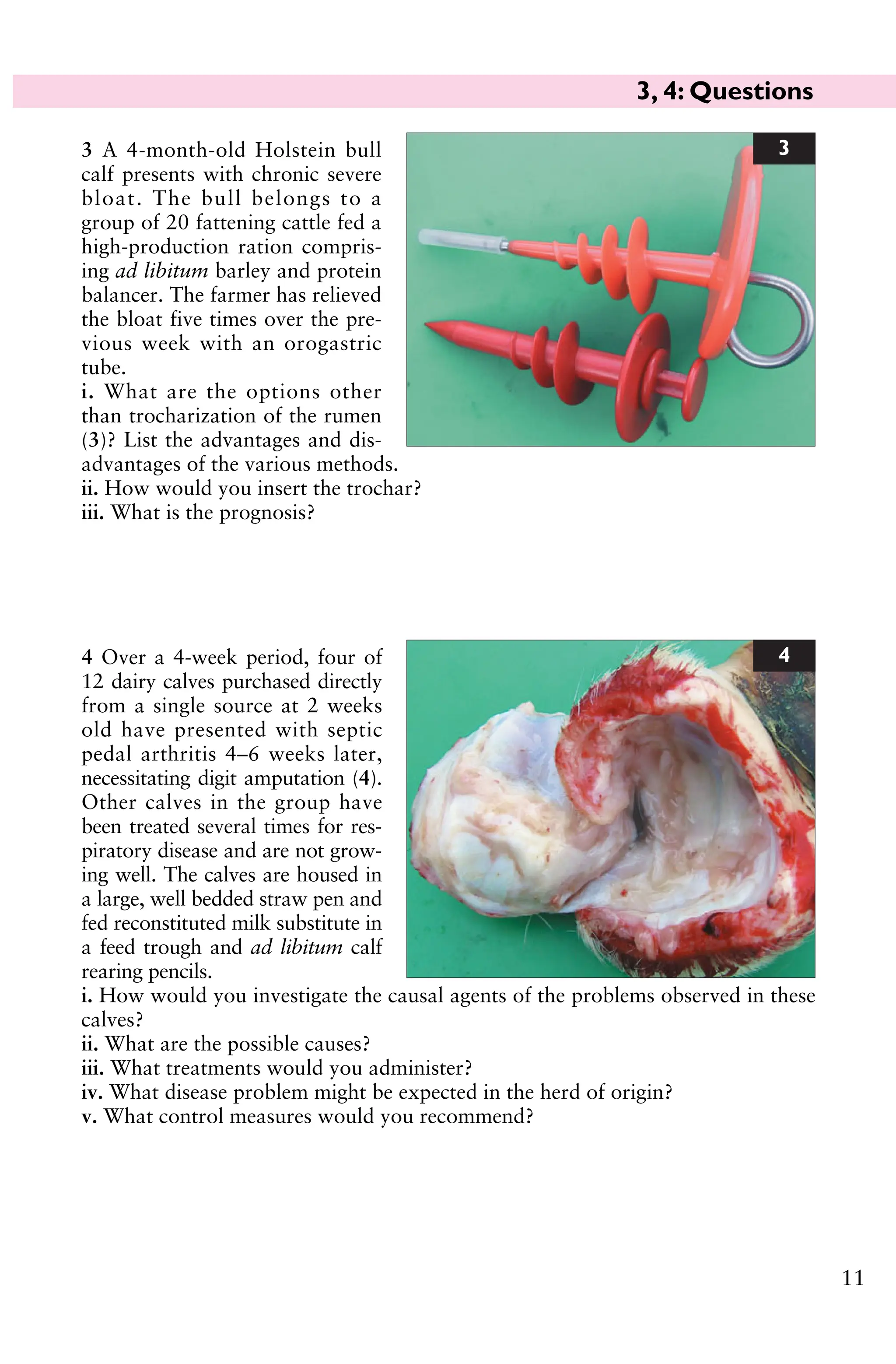 3, 4: Questions
11
4 Over a 4-week period, four of
12 dairy calves purchased directly
from a single source at 2 weeks
old have presented with septic
pedal arthritis 4–6 weeks later,
necessitating digit amputation (4).
Other calves in the group have
been treated several times for res-
piratory disease and are not grow-
ing well. The calves are housed in
a large, well bedded straw pen and
fed reconstituted milk substitute in
a feed trough and ad libitum calf
rearing pencils.
i. How would you investigate the causal agents of the problems observed in these
calves?
ii. What are the possible causes?
iii. What treatments would you administer?
iv. What disease problem might be expected in the herd of origin?
v. What control measures would you recommend?
4
3 A 4-month-old Holstein bull
calf presents with chronic severe
bloat. The bull belongs to a
group of 20 fattening cattle fed a
high-production ration compris-
ing ad libitum barley and protein
balancer. The farmer has relieved
the bloat five times over the pre-
vious week with an orogastric
tube.
i. What are the options other
than trocharization of the rumen
(3)? List the advantages and dis-
advantages of the various methods.
ii. How would you insert the trochar?
iii. What is the prognosis?
3
 