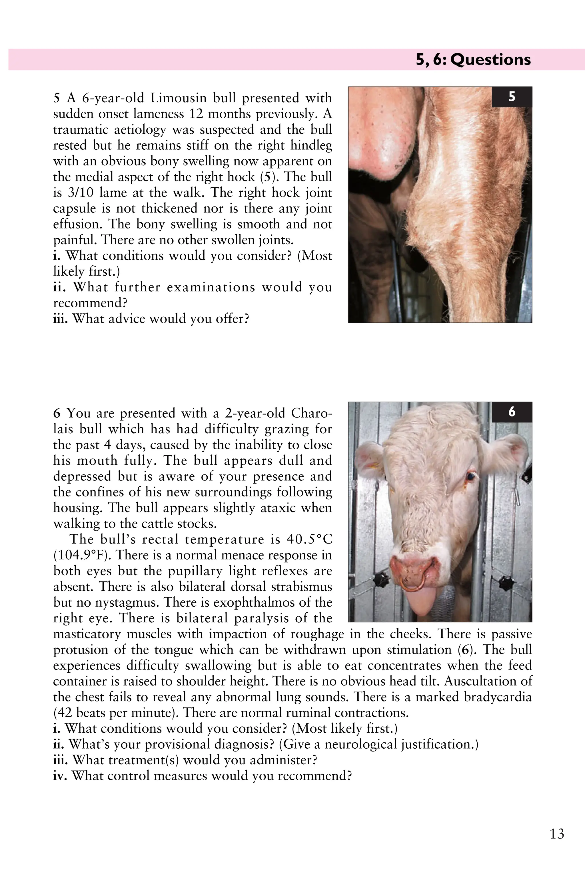 5, 6: Questions
13
6 You are presented with a 2-year-old Charo-
lais bull which has had difficulty grazing for
the past 4 days, caused by the inability to close
his mouth fully. The bull appears dull and
depressed but is aware of your presence and
the confines of his new surroundings following
housing. The bull appears slightly ataxic when
walking to the cattle stocks.
The bull’s rectal temperature is 40.5°C
(104.9°F). There is a normal menace response in
both eyes but the pupillary light reflexes are
absent. There is also bilateral dorsal strabismus
but no nystagmus. There is exophthalmos of the
right eye. There is bilateral paralysis of the
masticatory muscles with impaction of roughage in the cheeks. There is passive
protusion of the tongue which can be withdrawn upon stimulation (6). The bull
experiences difficulty swallowing but is able to eat concentrates when the feed
container is raised to shoulder height. There is no obvious head tilt. Auscultation of
the chest fails to reveal any abnormal lung sounds. There is a marked bradycardia
(42 beats per minute). There are normal ruminal contractions.
i. What conditions would you consider? (Most likely first.)
ii. What’s your provisional diagnosis? (Give a neurological justification.)
iii. What treatment(s) would you administer?
iv. What control measures would you recommend?
6
5 A 6-year-old Limousin bull presented with
sudden onset lameness 12 months previously. A
traumatic aetiology was suspected and the bull
rested but he remains stiff on the right hindleg
with an obvious bony swelling now apparent on
the medial aspect of the right hock (5). The bull
is 3/10 lame at the walk. The right hock joint
capsule is not thickened nor is there any joint
effusion. The bony swelling is smooth and not
painful. There are no other swollen joints.
i. What conditions would you consider? (Most
likely first.)
ii. What further examinations would you
recommend?
iii. What advice would you offer?
5
 