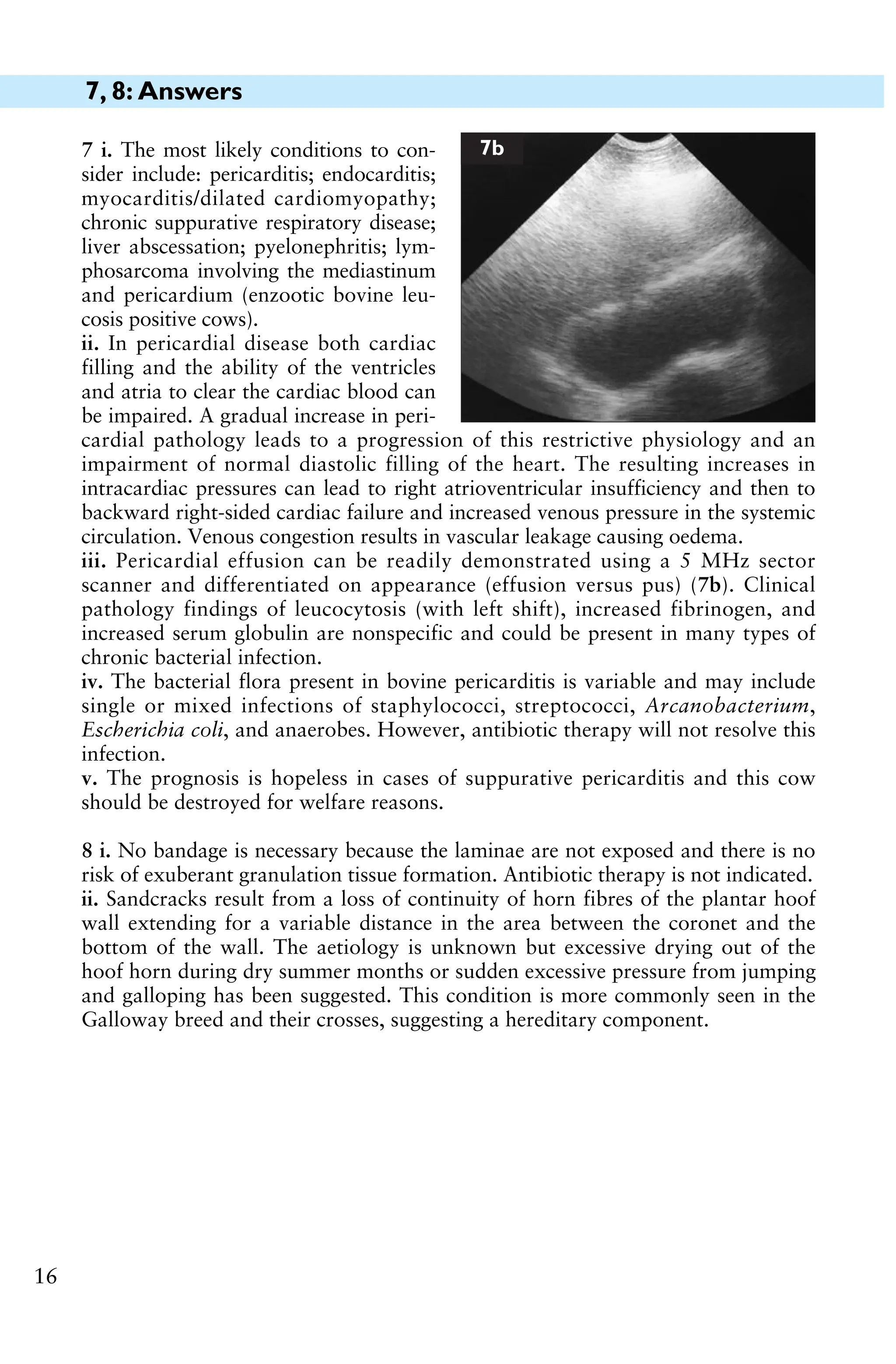7, 8: Answers
16
7 i. The most likely conditions to con-
sider include: pericarditis; endocarditis;
myocarditis/dilated cardiomyopathy;
chronic suppurative respiratory disease;
liver abscessation; pyelonephritis; lym-
phosarcoma involving the mediastinum
and pericardium (enzootic bovine leu-
cosis positive cows).
ii. In pericardial disease both cardiac
filling and the ability of the ventricles
and atria to clear the cardiac blood can
be impaired. A gradual increase in peri-
cardial pathology leads to a progression of this restrictive physiology and an
impairment of normal diastolic filling of the heart. The resulting increases in
intracardiac pressures can lead to right atrioventricular insufficiency and then to
backward right-sided cardiac failure and increased venous pressure in the systemic
circulation. Venous congestion results in vascular leakage causing oedema.
iii. Pericardial effusion can be readily demonstrated using a 5 MHz sector
scanner and differentiated on appearance (effusion versus pus) (7b). Clinical
pathology findings of leucocytosis (with left shift), increased fibrinogen, and
increased serum globulin are nonspecific and could be present in many types of
chronic bacterial infection.
iv. The bacterial flora present in bovine pericarditis is variable and may include
single or mixed infections of staphylococci, streptococci, Arcanobacterium,
Escherichia coli, and anaerobes. However, antibiotic therapy will not resolve this
infection.
v. The prognosis is hopeless in cases of suppurative pericarditis and this cow
should be destroyed for welfare reasons.
7b
8 i. No bandage is necessary because the laminae are not exposed and there is no
risk of exuberant granulation tissue formation. Antibiotic therapy is not indicated.
ii. Sandcracks result from a loss of continuity of horn fibres of the plantar hoof
wall extending for a variable distance in the area between the coronet and the
bottom of the wall. The aetiology is unknown but excessive drying out of the
hoof horn during dry summer months or sudden excessive pressure from jumping
and galloping has been suggested. This condition is more commonly seen in the
Galloway breed and their crosses, suggesting a hereditary component.
 