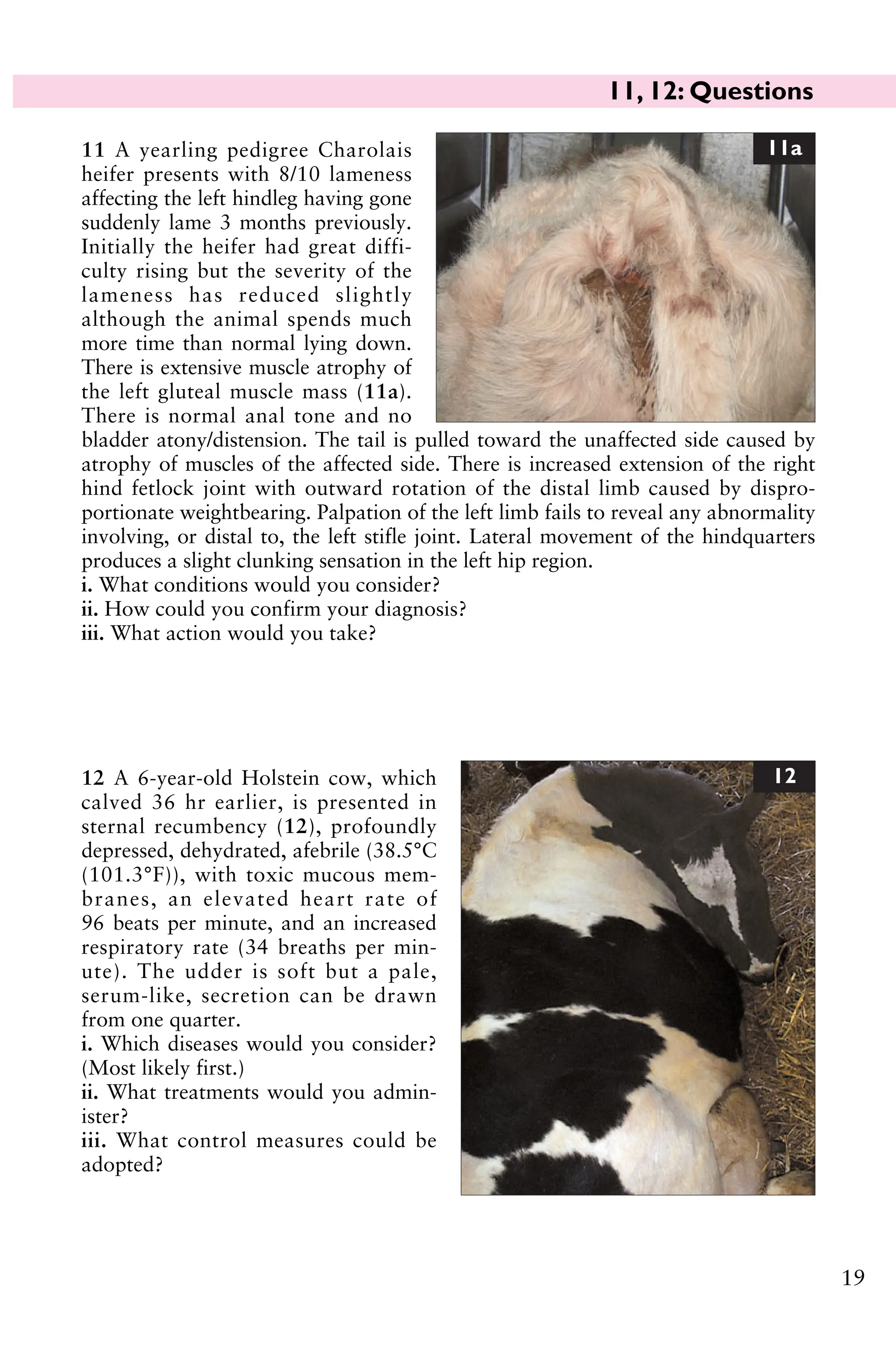 11, 12: Questions
19
11 A yearling pedigree Charolais
heifer presents with 8/10 lameness
affecting the left hindleg having gone
suddenly lame 3 months previously.
Initially the heifer had great diffi-
culty rising but the severity of the
lameness has reduced slightly
although the animal spends much
more time than normal lying down.
There is extensive muscle atrophy of
the left gluteal muscle mass (11a).
There is normal anal tone and no
bladder atony/distension. The tail is pulled toward the unaffected side caused by
atrophy of muscles of the affected side. There is increased extension of the right
hind fetlock joint with outward rotation of the distal limb caused by dispro-
portionate weightbearing. Palpation of the left limb fails to reveal any abnormality
involving, or distal to, the left stifle joint. Lateral movement of the hindquarters
produces a slight clunking sensation in the left hip region.
i. What conditions would you consider?
ii. How could you confirm your diagnosis?
iii. What action would you take?
11a
12 A 6-year-old Holstein cow, which
calved 36 hr earlier, is presented in
sternal recumbency (12), profoundly
depressed, dehydrated, afebrile (38.5°C
(101.3°F)), with toxic mucous mem-
branes, an elevated heart rate of
96 beats per minute, and an increased
respiratory rate (34 breaths per min-
ute). The udder is soft but a pale,
serum-like, secretion can be drawn
from one quarter.
i. Which diseases would you consider?
(Most likely first.)
ii. What treatments would you admin-
ister?
iii. What control measures could be
adopted?
12
 