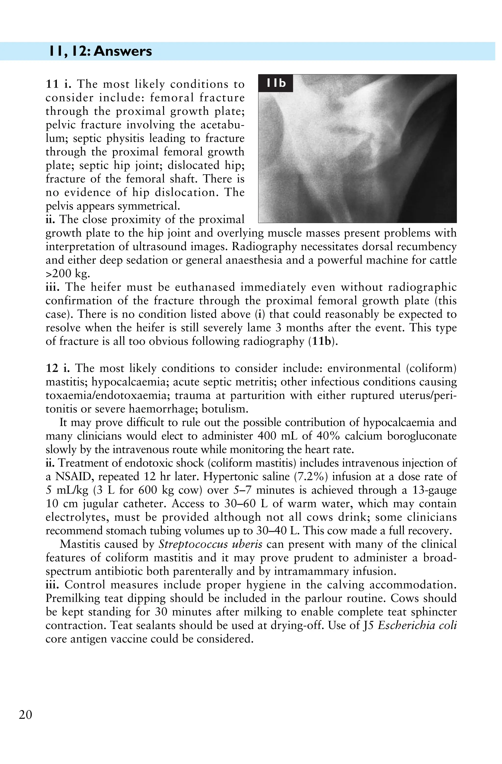 11, 12: Answers
20
11 i. The most likely conditions to
consider include: femoral fracture
through the proximal growth plate;
pelvic fracture involving the acetabu-
lum; septic physitis leading to fracture
through the proximal femoral growth
plate; septic hip joint; dislocated hip;
fracture of the femoral shaft. There is
no evidence of hip dislocation. The
pelvis appears symmetrical.
ii. The close proximity of the proximal
growth plate to the hip joint and overlying muscle masses present problems with
interpretation of ultrasound images. Radiography necessitates dorsal recumbency
and either deep sedation or general anaesthesia and a powerful machine for cattle
>200 kg.
iii. The heifer must be euthanased immediately even without radiographic
confirmation of the fracture through the proximal femoral growth plate (this
case). There is no condition listed above (i) that could reasonably be expected to
resolve when the heifer is still severely lame 3 months after the event. This type
of fracture is all too obvious following radiography (11b).
11b
12 i. The most likely conditions to consider include: environmental (coliform)
mastitis; hypocalcaemia; acute septic metritis; other infectious conditions causing
toxaemia/endotoxaemia; trauma at parturition with either ruptured uterus/peri-
tonitis or severe haemorrhage; botulism.
It may prove difficult to rule out the possible contribution of hypocalcaemia and
many clinicians would elect to administer 400 mL of 40% calcium borogluconate
slowly by the intravenous route while monitoring the heart rate.
ii. Treatment of endotoxic shock (coliform mastitis) includes intravenous injection of
a NSAID, repeated 12 hr later. Hypertonic saline (7.2%) infusion at a dose rate of
5 mL/kg (3 L for 600 kg cow) over 5–7 minutes is achieved through a 13-gauge
10 cm jugular catheter. Access to 30–60 L of warm water, which may contain
electrolytes, must be provided although not all cows drink; some clinicians
recommend stomach tubing volumes up to 30–40 L. This cow made a full recovery.
Mastitis caused by Streptococcus uberis can present with many of the clinical
features of coliform mastitis and it may prove prudent to administer a broad-
spectrum antibiotic both parenterally and by intramammary infusion.
iii. Control measures include proper hygiene in the calving accommodation.
Premilking teat dipping should be included in the parlour routine. Cows should
be kept standing for 30 minutes after milking to enable complete teat sphincter
contraction. Teat sealants should be used at drying-off. Use of J5 Escherichia coli
core antigen vaccine could be considered.
 