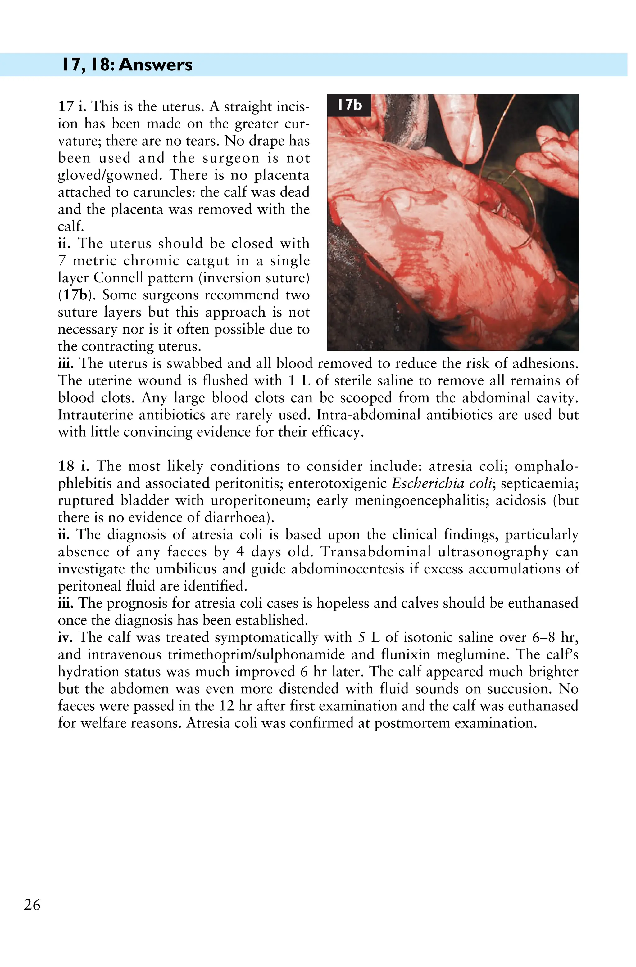 17, 18: Answers
26
18 i. The most likely conditions to consider include: atresia coli; omphalo-
phlebitis and associated peritonitis; enterotoxigenic Escherichia coli; septicaemia;
ruptured bladder with uroperitoneum; early meningoencephalitis; acidosis (but
there is no evidence of diarrhoea).
ii. The diagnosis of atresia coli is based upon the clinical findings, particularly
absence of any faeces by 4 days old. Transabdominal ultrasonography can
investigate the umbilicus and guide abdominocentesis if excess accumulations of
peritoneal fluid are identified.
iii. The prognosis for atresia coli cases is hopeless and calves should be euthanased
once the diagnosis has been established.
iv. The calf was treated symptomatically with 5 L of isotonic saline over 6–8 hr,
and intravenous trimethoprim/sulphonamide and flunixin meglumine. The calf’s
hydration status was much improved 6 hr later. The calf appeared much brighter
but the abdomen was even more distended with fluid sounds on succusion. No
faeces were passed in the 12 hr after first examination and the calf was euthanased
for welfare reasons. Atresia coli was confirmed at postmortem examination.
17 i. This is the uterus. A straight incis-
ion has been made on the greater cur-
vature; there are no tears. No drape has
been used and the surgeon is not
gloved/gowned. There is no placenta
attached to caruncles: the calf was dead
and the placenta was removed with the
calf.
ii. The uterus should be closed with
7 metric chromic catgut in a single
layer Connell pattern (inversion suture)
(17b). Some surgeons recommend two
suture layers but this approach is not
necessary nor is it often possible due to
the contracting uterus.
iii. The uterus is swabbed and all blood removed to reduce the risk of adhesions.
The uterine wound is flushed with 1 L of sterile saline to remove all remains of
blood clots. Any large blood clots can be scooped from the abdominal cavity.
Intrauterine antibiotics are rarely used. Intra-abdominal antibiotics are used but
with little convincing evidence for their efficacy.
17b
 