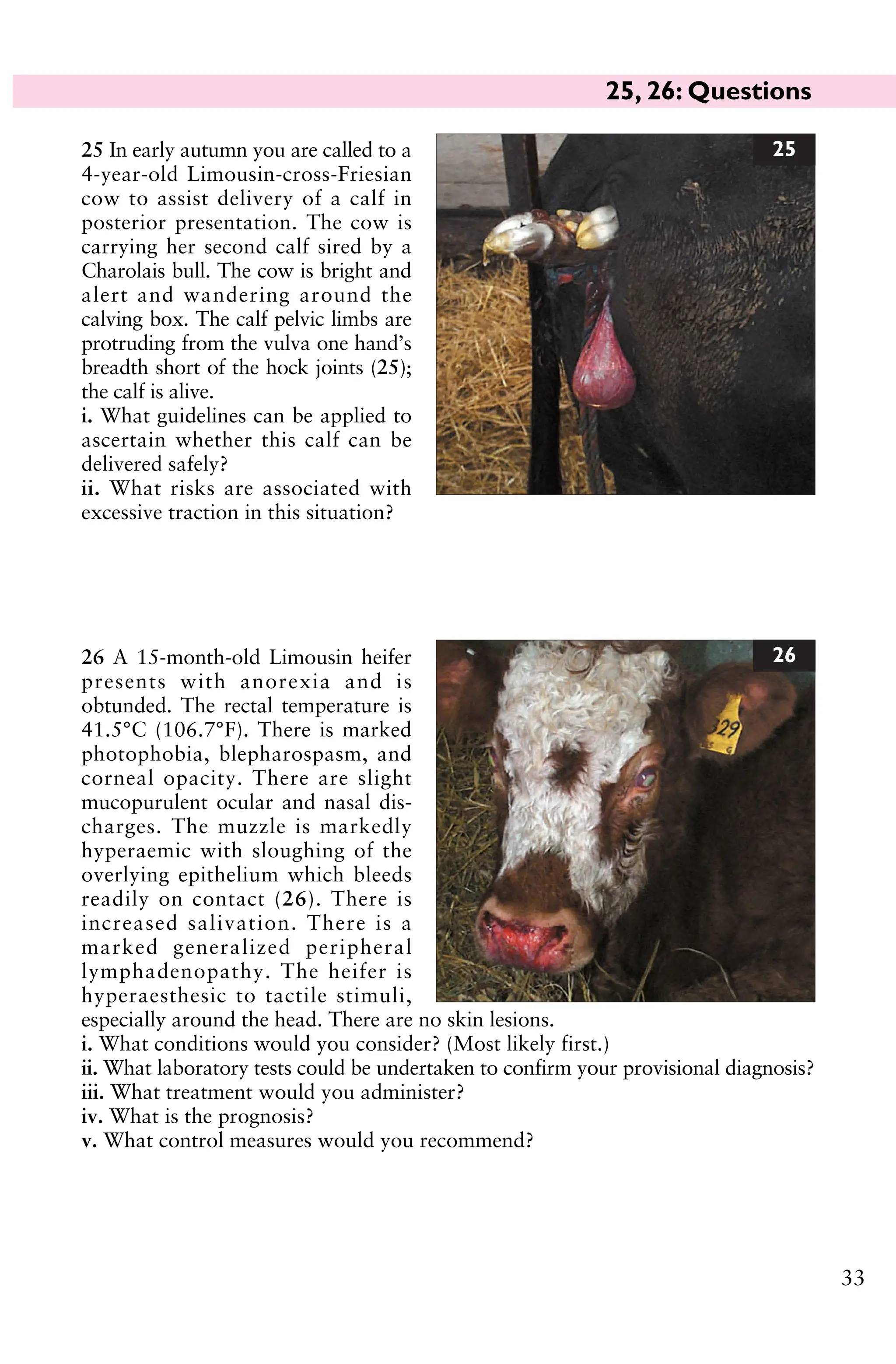 33
25 In early autumn you are called to a
4-year-old Limousin-cross-Friesian
cow to assist delivery of a calf in
posterior presentation. The cow is
carrying her second calf sired by a
Charolais bull. The cow is bright and
alert and wandering around the
calving box. The calf pelvic limbs are
protruding from the vulva one hand’s
breadth short of the hock joints (25);
the calf is alive.
i. What guidelines can be applied to
ascertain whether this calf can be
delivered safely?
ii. What risks are associated with
excessive traction in this situation?
26 A 15-month-old Limousin heifer
presents with anorexia and is
obtunded. The rectal temperature is
41.5°C (106.7°F). There is marked
photophobia, blepharospasm, and
corneal opacity. There are slight
mucopurulent ocular and nasal dis-
charges. The muzzle is markedly
hyperaemic with sloughing of the
overlying epithelium which bleeds
readily on contact (26). There is
increased salivation. There is a
marked generalized peripheral
lymphadenopathy. The heifer is
hyperaesthesic to tactile stimuli,
especially around the head. There are no skin lesions.
i. What conditions would you consider? (Most likely first.)
ii. What laboratory tests could be undertaken to confirm your provisional diagnosis?
iii. What treatment would you administer?
iv. What is the prognosis?
v. What control measures would you recommend?
25
26
25, 26: Questions
 