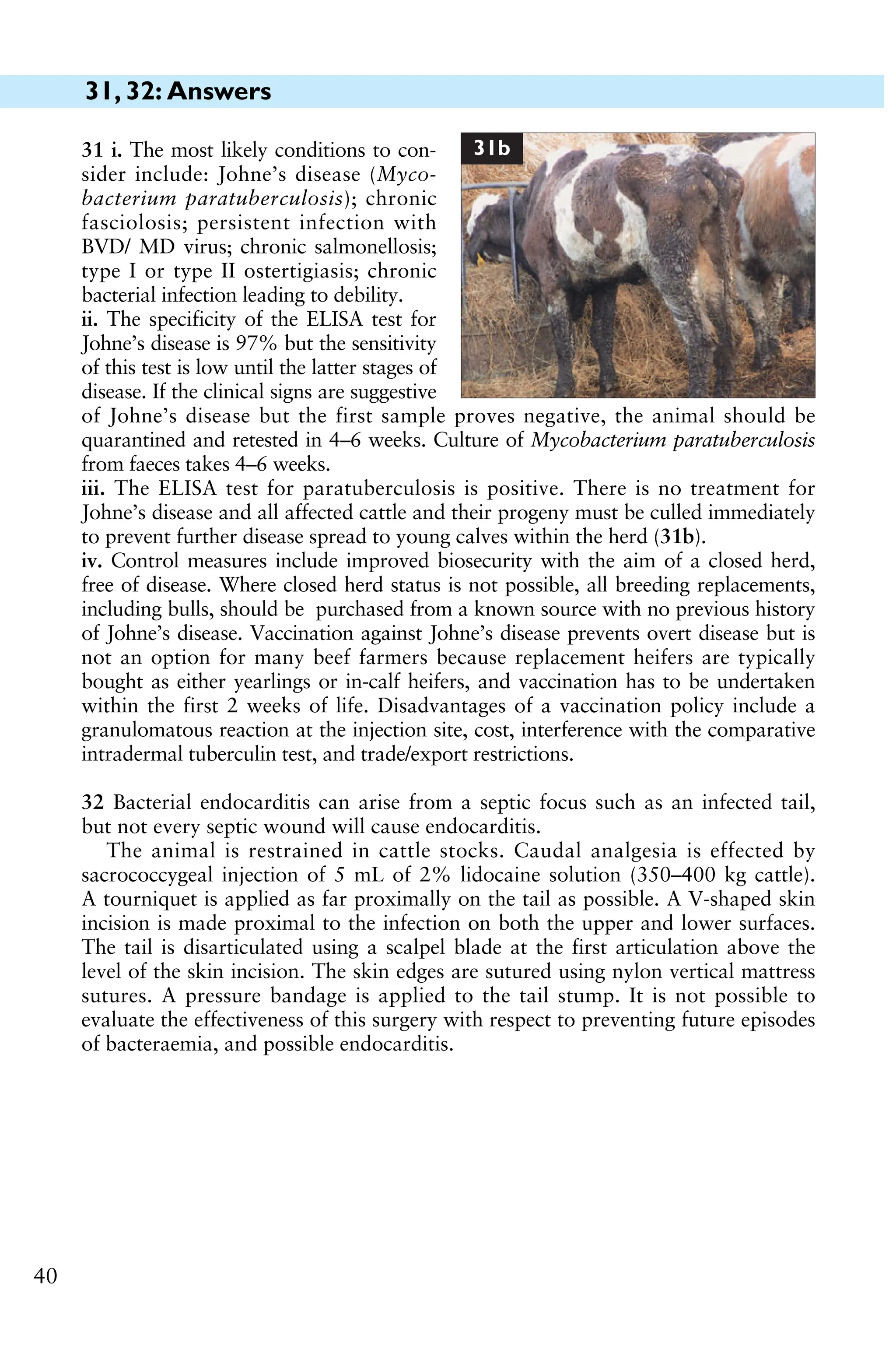 31, 32: Answers
40
31 i. The most likely conditions to con-
sider include: Johne’s disease (Myco-
bacterium paratuberculosis); chronic
fasciolosis; persistent infection with
BVD/ MD virus; chronic salmonellosis;
type I or type II ostertigiasis; chronic
bacterial infection leading to debility.
ii. The specificity of the ELISA test for
Johne’s disease is 97% but the sensitivity
of this test is low until the latter stages of
disease. If the clinical signs are suggestive
of Johne’s disease but the first sample proves negative, the animal should be
quarantined and retested in 4–6 weeks. Culture of Mycobacterium paratuberculosis
from faeces takes 4–6 weeks.
iii. The ELISA test for paratuberculosis is positive. There is no treatment for
Johne’s disease and all affected cattle and their progeny must be culled immediately
to prevent further disease spread to young calves within the herd (31b).
iv. Control measures include improved biosecurity with the aim of a closed herd,
free of disease. Where closed herd status is not possible, all breeding replacements,
including bulls, should be purchased from a known source with no previous history
of Johne’s disease. Vaccination against Johne’s disease prevents overt disease but is
not an option for many beef farmers because replacement heifers are typically
bought as either yearlings or in-calf heifers, and vaccination has to be undertaken
within the first 2 weeks of life. Disadvantages of a vaccination policy include a
granulomatous reaction at the injection site, cost, interference with the comparative
intradermal tuberculin test, and trade/export restrictions.
32 Bacterial endocarditis can arise from a septic focus such as an infected tail,
but not every septic wound will cause endocarditis.
The animal is restrained in cattle stocks. Caudal analgesia is effected by
sacrococcygeal injection of 5 mL of 2% lidocaine solution (350–400 kg cattle).
A tourniquet is applied as far proximally on the tail as possible. A V-shaped skin
incision is made proximal to the infection on both the upper and lower surfaces.
The tail is disarticulated using a scalpel blade at the first articulation above the
level of the skin incision. The skin edges are sutured using nylon vertical mattress
sutures. A pressure bandage is applied to the tail stump. It is not possible to
evaluate the effectiveness of this surgery with respect to preventing future episodes
of bacteraemia, and possible endocarditis.
31b
 