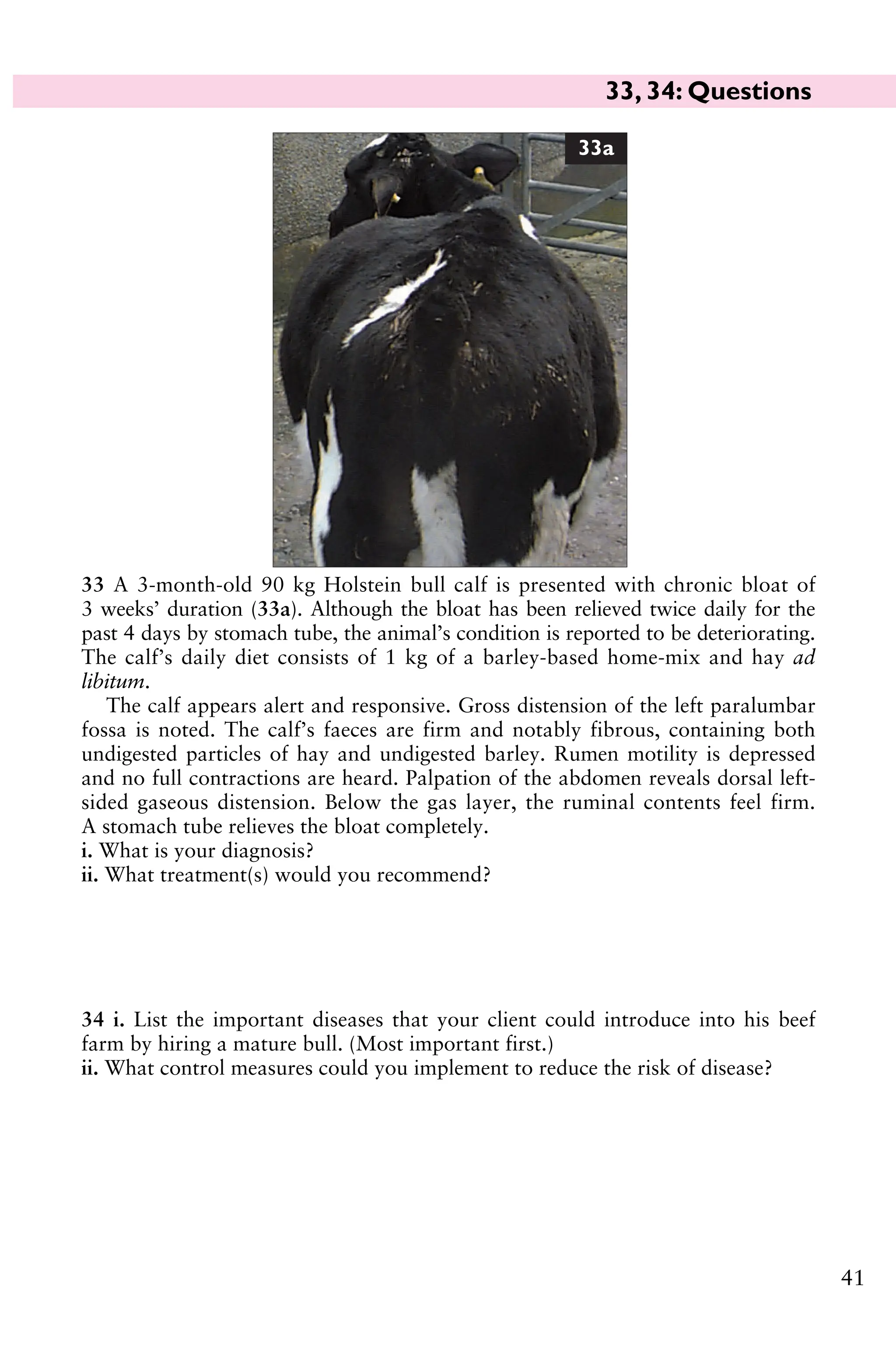 41
33 A 3-month-old 90 kg Holstein bull calf is presented with chronic bloat of
3 weeks’ duration (33a). Although the bloat has been relieved twice daily for the
past 4 days by stomach tube, the animal’s condition is reported to be deteriorating.
The calf’s daily diet consists of 1 kg of a barley-based home-mix and hay ad
libitum.
The calf appears alert and responsive. Gross distension of the left paralumbar
fossa is noted. The calf’s faeces are firm and notably fibrous, containing both
undigested particles of hay and undigested barley. Rumen motility is depressed
and no full contractions are heard. Palpation of the abdomen reveals dorsal left-
sided gaseous distension. Below the gas layer, the ruminal contents feel firm.
A stomach tube relieves the bloat completely.
i. What is your diagnosis?
ii. What treatment(s) would you recommend?
34 i. List the important diseases that your client could introduce into his beef
farm by hiring a mature bull. (Most important first.)
ii. What control measures could you implement to reduce the risk of disease?
33a
33, 34: Questions
 