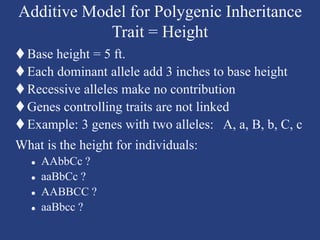Additive Inheritance 17465299.ppt