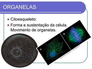 ORGANELAS
 Citoesqueleto:
 Forma e sustentação da célula.
Movimento de organelas.
 