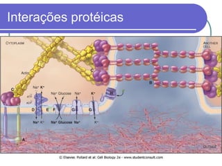 Interações protéicas
 