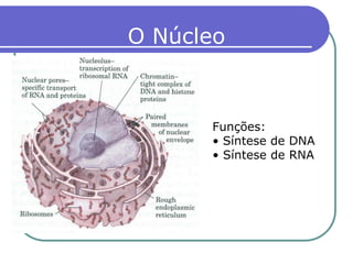 Funções:
• Síntese de DNA
• Síntese de RNA
O Núcleo
 