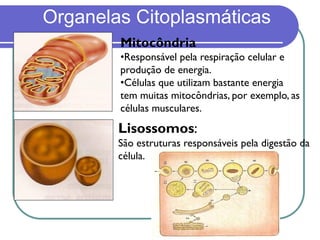 Organelas Citoplasmáticas
Mitocôndria
•Responsável pela respiração celular e
produção de energia.
•Células que utilizam bastante energia
tem muitas mitocôndrias, por exemplo, as
células musculares.
Lisossomos:
São estruturas responsáveis pela digestão da
célula.
 