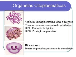 Organelas Citoplasmáticas
Retículo Endoplasmático Liso e Rugoso
•Transporte e armazenamento de substâncias;
•R.E.L. Produção de lipídios;
•R.E.R. Produção de proteínas
Ribossomo
Síntese de proteínas pela união de aminoácidos.
 