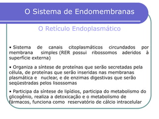 • Participa da síntese de lipídios, participa do metabolismo do
glicogênio, realiza a detoxicação e o metabolismo de
fármacos, funciona como reservatório de cálcio intracelular
• Sistema de canais citoplasmáticos circundados por
membrana simples (RER possui ribossomos aderidos à
superfície externa)
• Organiza a síntese de proteínas que serão secretadas pela
célula, de proteínas que serão inseridas nas membranas
plasmática e nuclear, e de enzimas digestivas que serão
seqüestradas pelos lisossomas
O Sistema de Endomembranas
O Retículo Endoplasmático
 