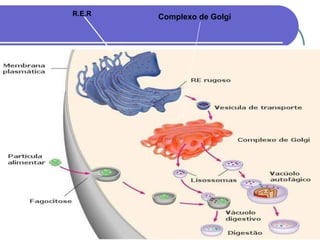 R.E.R Complexo de Golgi
 