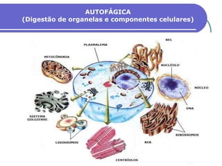 AUTOFÁGICA
(Digestão de organelas e componentes celulares)
 