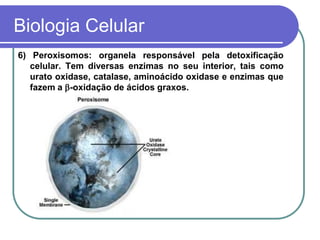 Biologia Celular
6) Peroxisomos: organela responsável pela detoxificação
celular. Tem diversas enzimas no seu interior, tais como
urato oxidase, catalase, aminoácido oxidase e enzimas que
fazem a -oxidação de ácidos graxos.
 