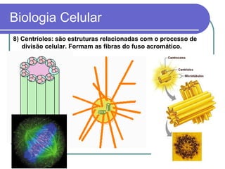 Biologia Celular
8) Centríolos: são estruturas relacionadas com o processo de
divisão celular. Formam as fibras do fuso acromático.
 