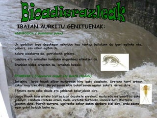 Bioadierazleak   IBAIAN AURKITU GENITUENAK: ANFIPODOA  ( Gammarus pulex)   Ur garbitan topa dezakegun oskoldun hau hankaz baliatzen da igeri egiteko eta, gainera, oso azkar egiten du. Kolore aldakorra du, gorrixkatik grisera. Landare eta animalien hondakin organikoez elikatzen da. Brankien bidez arnasten du, arrainek bezala.   EFIMERAK  ( Ecdyonurus dispar eta Baetis rhodani) Intsektu  larba hauek zilbor muturrean hiru isats dauzkate.  Uretako harri artean azkar mugitzen dira. Gorputzaren alde bakoitzaren azpian zakatz lerroa dute. Efimera mota asko daude eta gehienak belarjaleak dira. Larba hauek hiru urteko bizitza izan dezakete errekan, muda edo metamorfosi asko jasanez.  Helduak izateko azken muda uretatik hurbileko landare bati itsatsirik jasaten dute.  Hortik aurrera, ugaltzeko behar duten denbora bizi dira: ordu edota egun gutxi batzuk baino ez.  