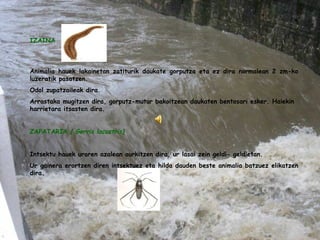 IZAINA   Animalia hauek lakainetan zatiturik daukate gorputza eta ez dira normalean 2 zm-ko luzeratik pasatzen.  Odol zupatzaileak dira. Arrastaka mugitzen dira, gorputz-mutur bakoitzean daukaten bentosari esker. Haiekin harrietara itsasten dira.   ZAPATARIA  ( Gerris lacustris)   Intsektu hauek uraren azalean aurkitzen dira, ur lasai zein geldi- geldietan. Ur gainera erortzen diren intsektuez eta hilda dauden beste animalia batzuez elikatzen dira. 