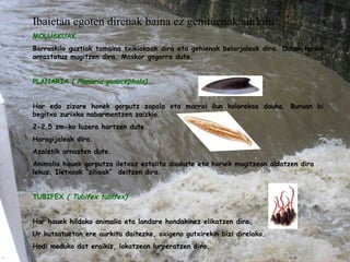 Ibaietan egoten direnak baina ez genituenak aurkitu: MOLUSKUAK Barraskilo guztiak tamaina txikiakoak dira eta gehienak belarjaleak dira. Duten hanka arrastatuz mugitzen dira. Maskor gogorra dute. PLANARIA  ( Planaria gonocephala)   Har edo zizare honek gorputz zapala eta marroi ilun kolorekoa dauka. Buruan bi begitxo zurixka nabarmentzen zaizkio. 2-2,5 zm-ko luzera hartzen dute.  Haragijaleak dira. Azaletik arnasten dute.  Animalia hauek gorputza iletxoz estalita daukate eta horiek mugitzean aldatzen dira lekuz. Iletxook “zilioak”  deitzen dira.   TUBIFEX  ( Tubifex tubifex)   Har hauek hildako animalia eta landare hondakinez elikatzen dira.  Ur kutsatuetan ere aurkitu daitezke, oxigeno gutxirekin bizi direlako. Hodi moduko dat eraikiz, lokatzean lurperatzen dira.   