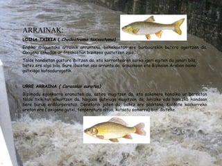 ARRAINAK: LOINA TXIKIA (  Chodostroma toxxostoma) Erdiko ibilguetako arrainik arruntena, behekoetan ere barboarekin batera agertzen da. Oxigeno askodun ur freskoetan bizitzea gustatzen zaio. Talde handietan gustura ibiltzen da, eta korrontearen aurka igeri egiten du janari bila, batez ere alga bila. Gure ibaietan oso arrunta da, Gipuzkoan eta Bizkaian Araban baino gutxiago kutsaduragatik.   URRE ARRAINA  ( Carassius auratus) Bizimodu egonkorra eramaten du, astiro mugitzen da, eta sakonera handiko ur bareetan talde txikitan elkartzen da. Neguan gutxiago mugitzen da, lohizko edo harezko hondoan bere burua erdilurperatuz. Denetarik jaten du, batez ere plaktona. Kalitate kaskarreko uretan ere ( oxigeno gutxi, tenperatura altua, kutsatu samarra) bizi daiteke. 