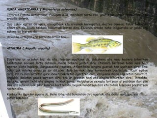 PERKA AMERIKARRA  ( Micropterus salmoides) Jatorriz Estatu Batuetakoa, Europan XIX. mendean sartu zen, gaur egun arrain hazkuntzan oso erabilia delarik. Oso azkar egiten du igeri, ornogabeak eta arrainak harrapatuz. Gaztea denean, talde txikietan elkartzen da, baina helduak bakartiak izaten dira. Ebroren arroko behe ibilguetako ur geldo eta sakonetan bizi ohi da. Urkuluko urtegian ere sartu da arrain hau.   AINGIRA  ( Anguilla anguilla)   Ibaietako ur gezatan bizi da eta itsasoan ugaltzen da. Udazkena eta negu hasiera bitartean heldutasun sexuala lortu dutenak ibaian behera joaten dira. Itsasora heltzean bidai luze bati ematen diote hasiera, Sargazoseko itsasora. Atlantikoko aingira guztiak han ugaltzen dira. Eme bakoitzak miloika arrautza jar ditzake. Jaio berriak, itsas korronteek bueltatuta, itzuli egiten dira, eta bi-hiru urtetan gure ibaien bokaletan agertzen dira, ezagunak diren anguletan bihurtuz. Angulak, ibaietan gauez sartzen dira, eta ur gezatan hazi eta aingira bihurtzen dira,  intsektu, molusku, arrain txiki eta aingira txikiak janez. Heldutasun sexuala lortzean atzealdean iluntzen zaie eta sabelaldeak zilar kolorea hartzen du, begiak handitzen dira eta bidaia luzerako prestatzen hasten dira. Kantauriko ibaietan ugaria da. Behe ibilgu eta bokaletan dira ugariak, eta ibaian gora goazela gutxitzen doaz.   