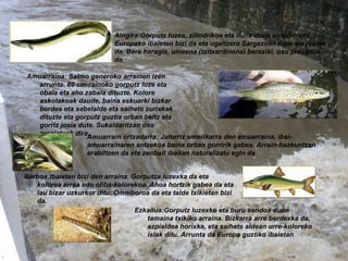 Aingira:Gorputz luzea, zilindrikoa eta iluna duen arrain-mota. Europako ibaietan bizi da eta ugaltzera Sargazoen itsasora joaten da. Bere haragia, umeena (txitxardinena) bereziki, oso preziatua da.   Amuarrain ortzadarra: Jatorriz amerikarra den amuarraina, ibai-amuarrainaren antzekoa baina orban gorririk gabea. Arrain-hazkuntzan erabiltzen da eta zenbait ibaitan naturalizatu egin da   Amuarraina: Salmo generoko arrainen izen arrunta. 80 cm-rainoko gorputz luze eta obala eta aho zabala dituzte. Kolore askotakoak daude, baina eskuarki bizkar berdea eta sabelalde eta saihets zurixkak dituzte eta gorputz guztia orban beltz eta gorriz josia dute. Sukaldaritzan oso preziatuak dira. Barboa:Ibaietan bizi den arraina. Gorputza luzexka da eta kolorea arrea edo oliba-kolorekoa. Ahoa hortzik gabea da eta lau bizar uzkurkor ditu. Omniboroa da eta talde txikietan bizi da.   Ezkailua:Gorputz luzexko eta buru sendoa duen tamaina txikiko arraina. Bizkarra arre berdexka da, azpialdea horixka, eta saihets aldean urre-koloreko islak ditu. Arrunta da Europa guztiko ibaietan . 