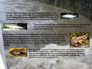 Loina:Chondrostoma generoko arrainen izen arrunta. Ur gezakoak dira eta beren ezaugarri nagusia ahoan ezpain korneo eta gogorrak edukitzea da.   Apo arrunta: 14 cm-ko tamainaz Europako aporik handiena da. Azal marroi eta garatxoz bete eta begi-nini horizontalak ditu. Bere guruin parotideak oso nabariak eta dibergenteak dira. Emeak arrak baino handiagoak izan ohi dira. Lehortarra eta gautarra da eta normalean oinez ibiltzen da. Mota guztietako biotopoetan bizi da eta ura dagoen edozein lekutan ugal daiteke.   Korrokoi:Bereziki Chelon labrosus espezieko arrainen izen arrunta. Zilar-kolorekoak dira, 90 cm-rainokoak gehienez eta batzuk jangarriak dira eta merkataritza-balioa dute. Oro har ur gazitakoak dira eta itsaso tropikal eta epel guztietan bizi dira. Baso-igel gorria: Tamaina 10 cm. Azal leun, marroi gorrixka eta orban ilunez jantzia du eta begien atzean orban ilun nabaria du. Tinpanoa orban horretan dago eta begia baino txikiagoa da. Lehortarra eta gautarra da eta, normalean, ugal sasoian soilik joaten da uretara. Jangarria denez, zenbait lekutan gizakiaren presio handia jasan behar du 