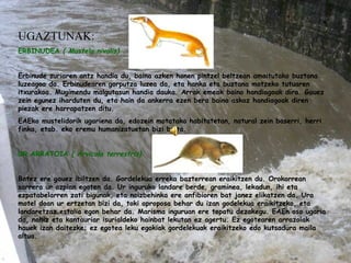 UGAZTUNAK: ERBINUDEA  ( Mustela nivalis)     Erbinude zuriaren antz handia du, baina azken honen pintzel beltzean amaitutako buztana luzeagoa da. Erbinudearen gorputza luzea da, eta hanka eta buztana motzeko tutuaren itxurakoa. Mugimendu malgutasun handia dauka. Arrak emeak baino handiagoak dira. Gauez zein egunez iharduten du, eta hain da ankerra ezen bera baino askoz handiagoak diren  piezak ere harrapatzen ditu. EAEko mustelidorik ugariena da, edozein motatako habitatetan, natural zein baserri, herri finka, etab. eko eremu humanizatuetan bizi baita.   UR ARRATOIA  ( Arvicola terrestris)   Batez ere gauez ibiltzen da. Gordelekua erreka bazterrean eraikitzen du. Orokorrean sarrera ur azpian egoten da. Ur inguruko landare berde, graminea, lekadun, ihi eta ezpatabelarren zati bigunak, eta noizbehinka ere anfibioren bat janez elikatzen da. Ura motel doan ur ertzetan bizi da, toki aproposa behar du izan godelekua eraikitzeko, eta landaretzaz estalia egon behar da. Marisma inguruan ere topatu dezakegu. EAEn oso ugaria da, nahiz eta kantauriar isurialdeko hainbat lekutan ez agertu. Ez egotearen arrazoiak hauek izan daitezke; ez egotea leku egokiak gordelekuak eraikitzeko edo kutsadura maila altua.   