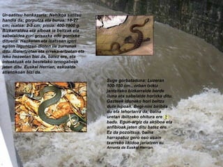 Ur-satitsu hankazuria: Nahikoa satitsu handia da; gorputza eta burua: 18-27 cm; isatsa: 2-3 cm; pisua: 400-1900 g. Bizkarraldea eta alboak ia beltzak eta sabelaldea zuri grisaxka edo gorrixka dituena. Hanketan eta isatsean igeri egiten laguntzen dioten ile zurrunak ditu. Ibaiertzetan eta erreka-ertzetan eta leku hezeetan bizi da, batez ere, eta intsektuak eta bestelako ornogabeak jaten ditu. Euskal Herrian, eskualde atlantikoan bizi da. Suge gorbataduna: Luzeran 100-150 cm., orban txikiz jantzitako bizkarralde berde iluna eta sabelalde horixka ditu. Gazteek iduneko hori beltza dute lepoan. Begi-nini biribila du eta lehortarra da, baina uretan ibiltzeko ohitura ere badu. Egun-argiz da aktiboa eta anfibioak jaten ditu batez ere. Ez da pozoitsua, baina harrapatuz gero oso usain txarreko likidoa jariatzen  du. Arrunta da Euskal Herrian. 