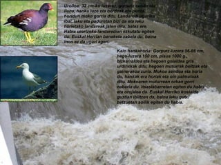 Kaio hankahoria: Gorputz-luzera 56-66 cm, hego-luzera 150 cm, pisua 1000 g., bizkarraldea eta hegoen goialdea gris urdinxkak ditu, hegoen muturrak beltzak eta gainerakoa zuria. Mokoa sendoa eta horia du, hankak era horiak eta oin palmatuak ditu. Mokoaren muturrean orban gorri nabaria du. Itsaslabarretan egiten du habia eta orojalea da. Euskal Herriko kostalde guztian ibiltzen da, baina leku gutxi batzuetan soilik egiten du habia. Uroiloa: 32 cm-ko luzeraz, gorputz sendo eta iluna, hanka luze eta berdeak eta punta horidun moko gorria ditu. Landaredi ugariko ibai, laku eta paduretan bizi da eta leku horietako landareak jaten ditu, batez ere. Habia urertzeko landaredian ezkutatu egiten du. Euskal Herrian banaketa zabala du, baina inon ez da ugari ageri. 