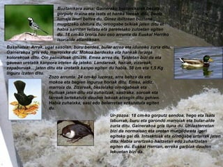 Basahatea: Arrak, ugal sasoian, buru berdea, bular arrea eta iduneko zuria ditu. Gainerakoa gris edo marroixka du. Mokoa berdexka eta hankak laranja kolorekoak ditu. Oin palmatuak dituzte. Emea arrea da. Taldetan bizi da eta gauean uretatik kanpora irteten da jateko. Landareak, haziak, zizareak, zapaburuak... jaten ditu eta uretatik kanpo egiten du habia. 58 cm eta 1,5 Kg inguru izaten ditu.   Buztanikara zuria: Gainerako buztanikarak bezala, gorputz liraina eta isats et hanka luzeak ditu, baina lumaje txuri beltza du. Oinez ibiltzean buztana mugitzeko ohitura du, ornogabe txikiak jaten ditu et habia sarritan teilatu eta paretetako zuloetan egiten du. 18 cm-ko txoria hau oso arrunta da Euskal Herriko isurialde atlantikoan. Ur-zozoa: 18 cm-ko gorputz sendoa, hego eta isats laburrak, buru eta garondo marroiak eta bular-alde zuria ditu. Gainerakoa gris iluna du. Ur-lasterretan bizi da normalean eta uretan murgildu eta igeri egiteko gai da. Intsektuak eta ornogabe urtarrak jaten ditu. Habia urertzeko haitzetan edo zuhaitzetan egiten du. Euskal Herrian, erreka garbiak dauden lekuetan bizi da. Zozo arrunta: 24 cm-ko luzeraz, arra beltza da eta mokoa eta begien ingurua horiak ditu. Emea, aldiz, marroia da. Zizareak, bestelako ornogabeak eta fruituak jaten ditu eta zuhaitzak, sastraka, soroak eta larreak tartekatuta dauden lekuak atsegin ditu gehien. Habia zuhaixka, sasi edo belarretan ezkutatuta egiten du. 