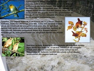 Txantxangorria: Bizkarralde marroia eta laranja-koloreko bularra dituen txori txikia da, 14 cm. Gorputz lodikotea du eta hanka luzeak, begi handi eta beltzak eta moko fina ditu. Ornogabeak jaten ditu nagusiki eta neguan haziek osatzen dute bere jatekoa. Baso eta landazabalak ditu gogoko, baina leku gizatartuetan ere bizi da. Euskal Herrian, eskualde atlantikoan arrunta da eta urriagoa mediterraniarrean .   Txepetxa: Oso hegazti txikia da, 9 cm luzeran eta 11 g pisuan. Gorputz lodikotea, moko fina eta lumaje arrea ditu. Isatsa beti altxatuta eraman ohi du eta intsektuak eta ornogabe txikiak jaten ditu. Ar bakoitzak hainbat habi egiten du eta bakoitzera eme bat erakartzen saiatzen da. Hori dela eta, batzuetan poligamoak izaten dira. Edozein lekutan bizitzeko gai da, baita gizatartuetan ere, eta Euskal Herrian oso arrunta da Sasi-txori arrunta: Bizkarralde arre berdexka eta sabelalde horixka argia dituen txori txikia da, 13 cm-koa. Intsektuak eta ornogabe txikiak jaten ditu eta zuhaixka eta sasi arten ibiltzen da beti. Migratzailea da. Zuhaixka handiak edo zuhaitz txikiak dauden landazabalak ditu gogoko batik bat.   