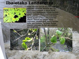 Ibaietako Landaretza Haltzadia Ibaiek alboetan izan ohi dituzten landarediz osatutako zerrendak, bereziak dira. Oso gutxi baitira sustraiak ur azpian izanik bizirik iraun dezaketenak: haltzak Kantauri aldean, makalak alderdi mediterraniarrean, eta, bi aldeetan, sahatsak dira beti putzu eginda dauden lurretara ondo egokitzen direnak. Haltzadi eta makaldi hauen inguruetan, sahatsez gain, lizarra, hurritza, lezka, azeri-buztana... eta beste hainbat espeziek aberasten du hain garrantzitsua den landaredia. 