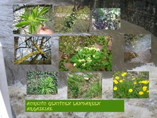 AURKITU GENITUEN LANDAREEN ARGAZKIAK 