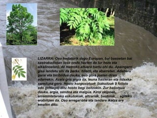 LIZARRA: Oso hedaturik dago Europan, bai basoetan bai sastrakadietan (oso ondo hazten da lur heze eta alkalinoetan). 40 metroko altuera hartu ohi du. Apaingarri gisa landatu ohi da parke, hilerri, eta abarretan. Adaburu garai eta biribildua dauka, oso gora joaten diren adarrekin. Azala gris argia da, leuna hasieran eta ildaxka-sareduna gero.  Hosto konposatuak (bakoitzak 9 foliolo edo gehiago) ditu hosto begi beltzekin. Zur baliotsua dauka, argia, sendoa eta malgua. Kirol ekipoak, erremintetarako eskutokiak, altzariak, bastoiak,... egiteko erabiltzen da.  Oso erregai ona eta landare ikatza ere ematen ditu.  