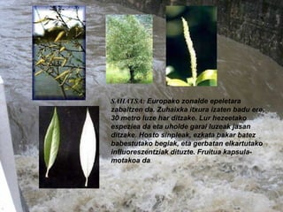 SAHATSA:   Europako zonalde epeletara zabaltzen da. Zuhaixka itxura izaten badu ere, 30 metro luze har ditzake. Lur hezeetako espeziea da eta uholde garai luzeak jasan ditzake. Hosto sinpleak, ezkata bakar batez babestutako begiak, eta gerbatan elkartutako influoreszentziak dituzte. Fruitua kapsula-motakoa da . ---------- ---------- 