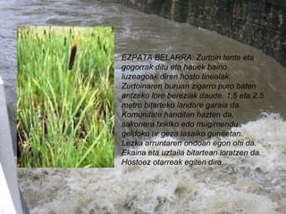 EZPATA BELARRA: Zurtoin tente eta gogorrak ditu eta hauek baino luzeagoak diren hosto linealak. Zurtoinaren buruan zigarro puro baten antzeko lore bereziak daude. 1,5 eta 2,5 metro bitarteko landare garaia da. Komunitate handitan hazten da, sakonera txikiko edo mugimendu geldoko ur geza lasaiko guneetan. Lezka arruntaren ondoan egon ohi da. Ekaina eta uztaila bitartean loratzen da. Hostoez otarreak egiten dira. 