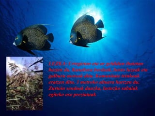 LEZKA: Urtegietan eta ur geldidun ibaietan hazten da. Kanabera berdeak, hosto luzeak eta galburu moreak ditu. Komunitate trinkoak eratzen ditu. 3 metroko altuera hartzen du. Zurtoin sendoak dauzka, lastozko sabaiak egiteko oso preziatuak   