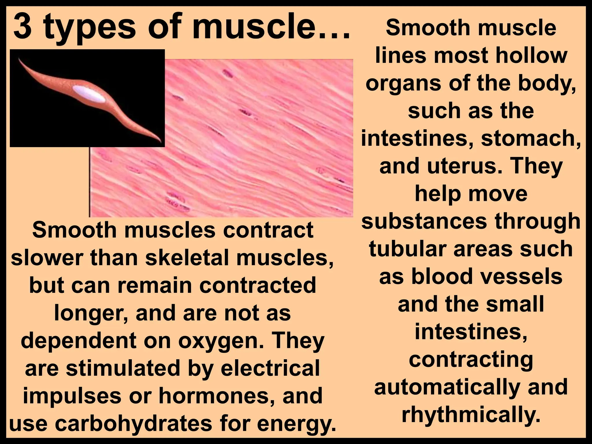 175-Anatomy-Muscular-system.ppt