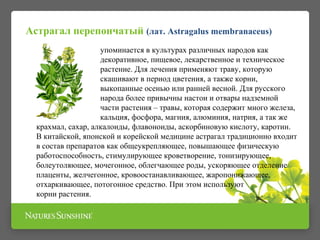 упоминается в культурах различных народов как
декоративное, пищевое, лекарственное и техническое
растение. Для лечения применяют траву, которую
скашивают в период цветения, а также корни,
выкопанные осенью или ранней весной. Для русского
народа более привычны настои и отвары надземной
части растения – травы, которая содержит много железа,
кальция, фосфора, магния, алюминия, натрия, а так же
крахмал, сахар, алкалоиды, флавоноиды, аскорбиновую кислоту, каротин.
В китайской, японской и корейской медицине астрагал традиционно входит
в состав препаратов как общеукрепляющее, повышающее физическую
работоспособность, стимулирующее кроветворение, тонизирующее,
болеутоляющее, мочегонное, облегчающее роды, ускоряющее отделение
плаценты, желчегонное, кровоостанавливающее, жаропонижающее,
отхаркивающее, потогонное средство. При этом используют
корни растения.
Астрагал перепончатый (лат. Astragalus membranaceus)
 