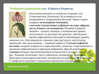 многолетнее растение из семейства Астровые, или
Сложноцветные (Asteraceae). Культивируется как
декоративное и лекарственное растение. Трава и корни
содержат полисахариды (эхинацин),
гликозиды (эхинакозиды), кофейную кислоту, эфирные
масла, бетаин, сискветерпены. Индейцы Северной
Америки – родины эхинацеи, c незапамятных времен
использовали это растение как средство, действующее
против инфекционных болезней и повышающее уровень
защитных сил. Они применяли эхинацею даже при укусах змей (отсюда
происходит еще одно название – «змеиный корень»). Гликозид кофейной
кислоты, который содержится в корне растения, повышает сопротивляемость
организма инфекционным и вирусным инфекциям. Другой компонент –
эхинацин обладает кортизоноподобной активностью и ускоряет заживление
ран. Эхинацея увеличивает число лейкоцитов, активизирует макрофаги.
Некоторые полисахариды растения, воздействуя на определенные рецепторы
Т-лимфоцитов, вызывают повышенную продукцию интерферона
Эхинацея пурпурная (лат. Echinacea Purpurea)
 