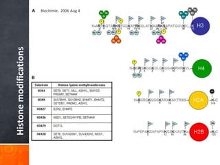 Comprehensive Insights into Histone Modifications and Epigenetic ...