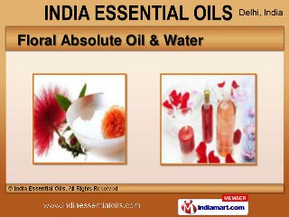 Floral Absolute Oil & Water
 