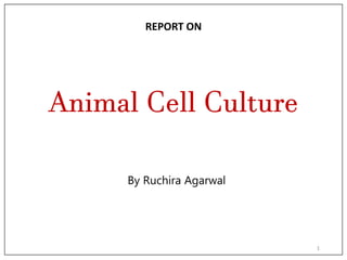 Animal Cell Culture
By Ruchira Agarwal
1
REPORT ON
 