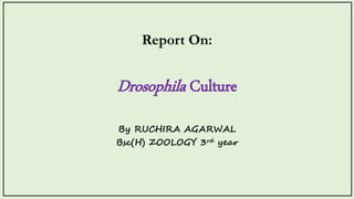 Drosophila Culture
By RUCHIRA AGARWAL
Bsc(H) ZOOLOGY 3rd year
Report On:
 